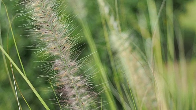 冬季大自然中植物绿叶花瓣的慢镜头视频下载