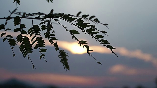 冬季大自然中植物绿叶花瓣的慢镜头视频下载