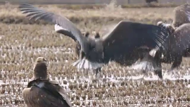 鹰在争夺猎物/非军事区(韩国和朝鲜之间的非军事区)，高城枪视频素材