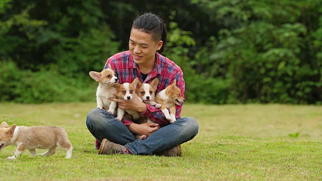 一名年轻亚洲男子手抱5只柯基犬，4千块视频素材