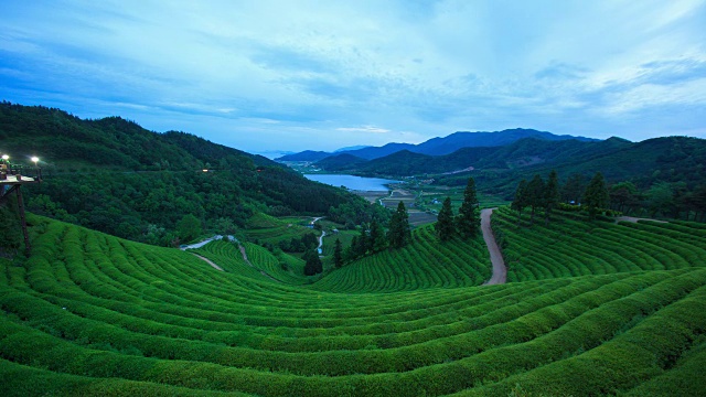 碧城县大汉大元绿茶种植园(以绿茶闻名)视频素材