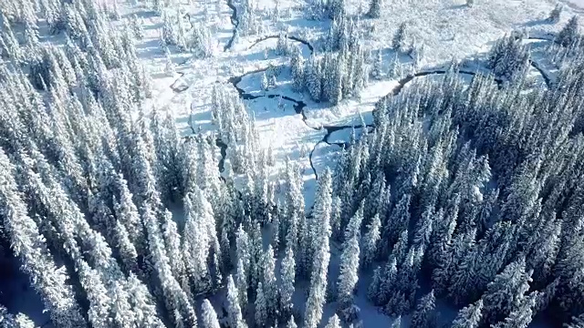 白雪皑皑的森林，鸟瞰图视频素材