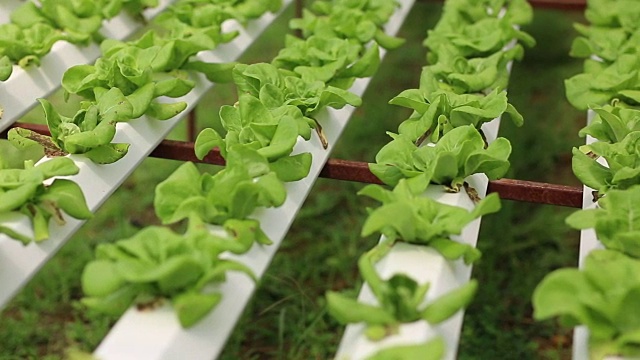 沙拉作物在水培系统农场的农业和素食概念视频素材