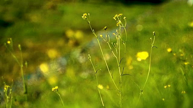 高山草甸中的蒲公英视频下载