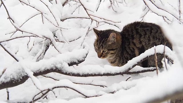 雪地里的猫。视频素材