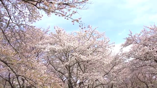 美丽的樱花，樱花，春天在日本东京视频素材