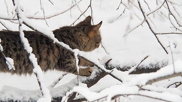 雪中的一只猫。视频素材