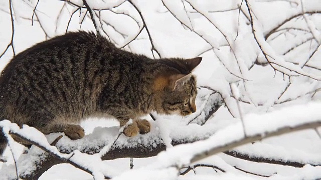 雪中的一只猫。视频素材