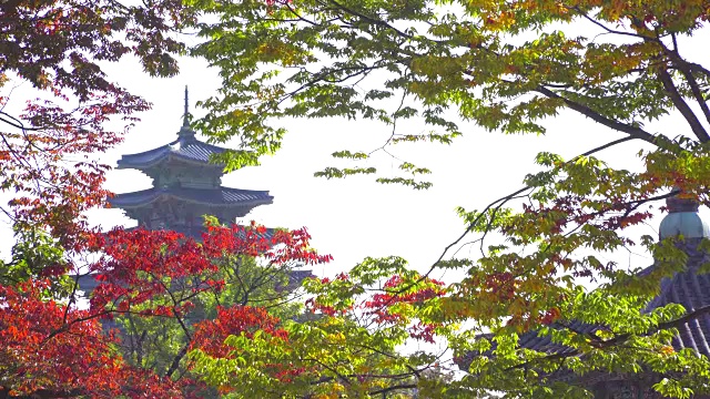 韩国秋天的景福宫视频素材