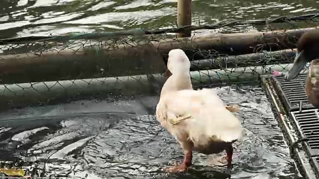 鸭子在池塘里洗澡。视频素材