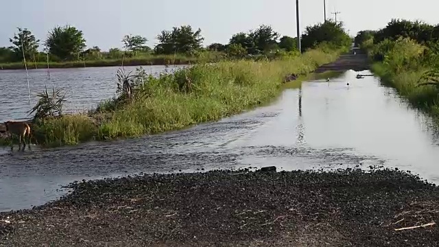 河水漫过马路视频素材