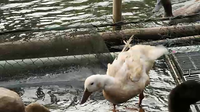 鸭子在池塘里洗澡。视频下载