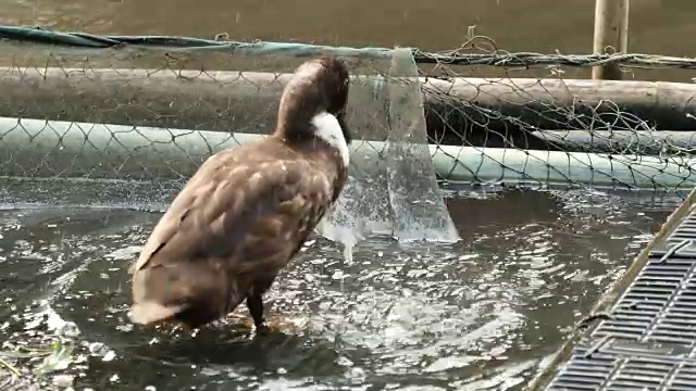 鸭子在池塘里洗澡。视频下载