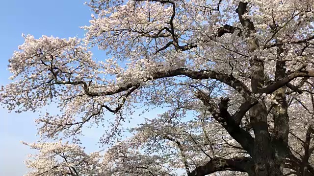 樱花在美丽的公园视频素材