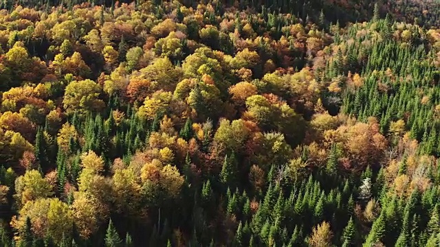 鸟瞰图北部自然森林和湖在秋天，魁北克，加拿大视频素材