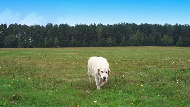 金毛猎犬在草地上慢镜头奔跑视频素材