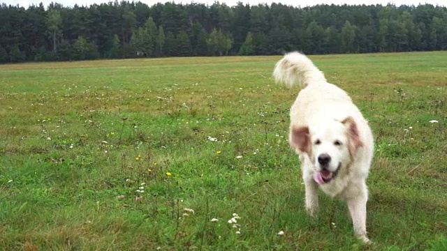 金毛猎犬在草地上慢镜头奔跑视频素材