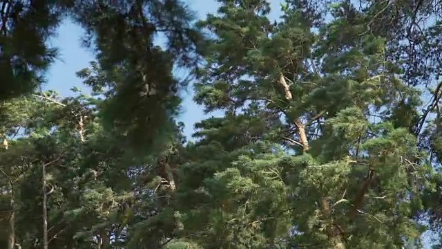 暴风雨中的松树视频素材