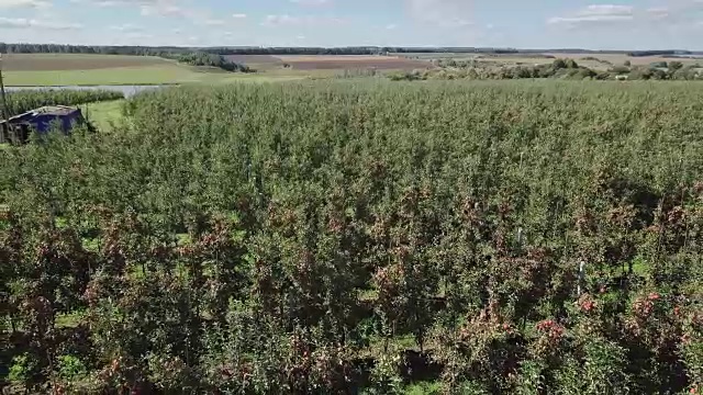 成熟的苹果树生长在河边的田地里，这是夏天乡村地形的背景。视频素材