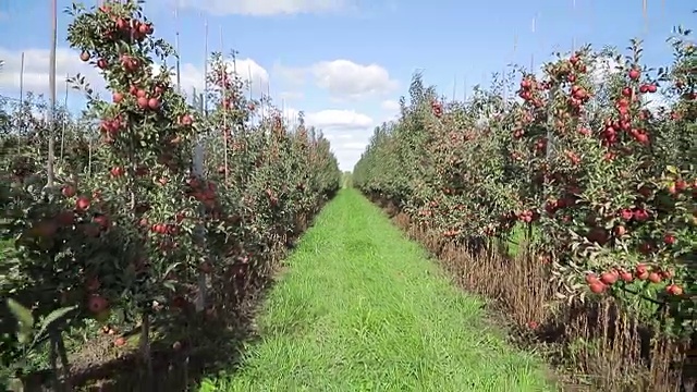 在两行树之间的小路的背景下，夏天的田野上生长着苹果树。视频素材