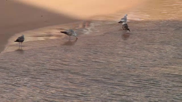 海鸥在海边视频下载