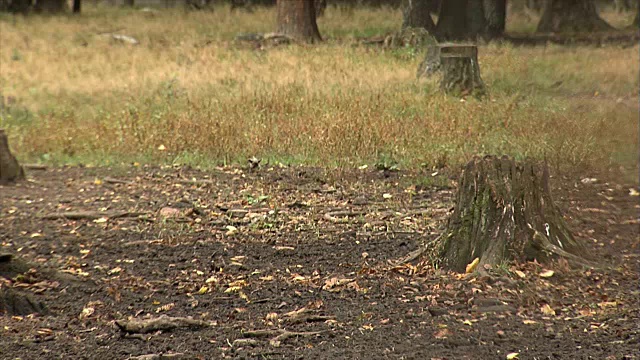 野猪性视频素材