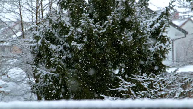 慢镜头:洁白的雪花飘落，掠过绿色的云杉。视频素材