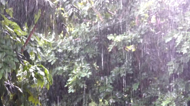 白天在绿叶树上下着雨视频素材