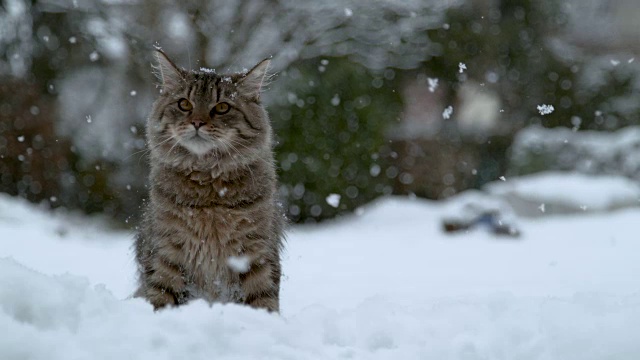 慢镜头:可爱的长毛家猫坐在田园诗般的雪后院里。视频素材