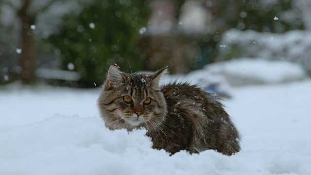 慢镜头:在寒冷的冬天，可爱的毛茸茸的小猫躺在白雪覆盖的后院。视频素材