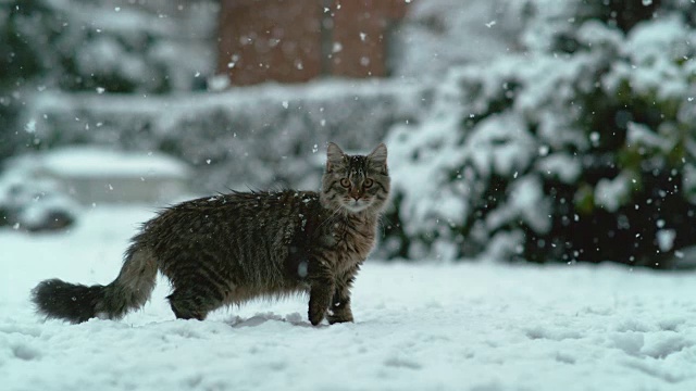 慢镜头:可爱的猫咪长着棕色的长毛站在白雪覆盖的后院。视频素材