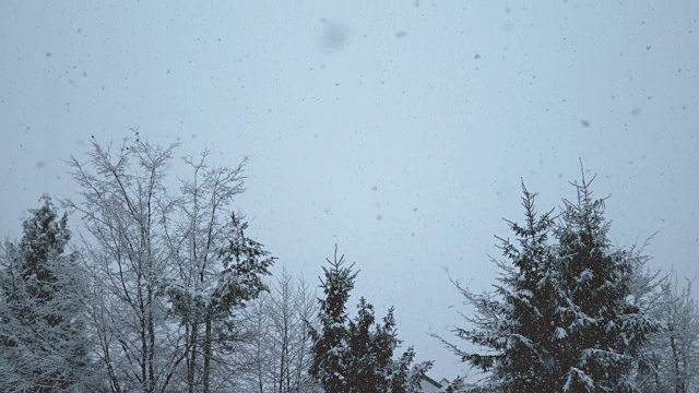 慢镜头:纯净的雪花从明亮的天空飘落到树上。视频素材