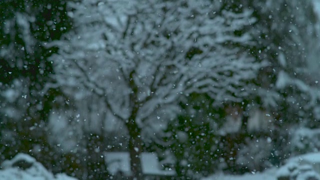 慢镜头:大片洁白的雪花从天空中飘落，落在树上。视频素材