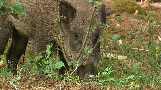 野猪抓挠和喂食视频素材