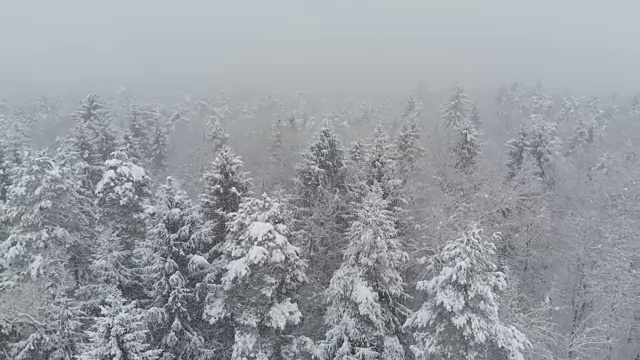 航拍:在一场强烈的暴风雪中飞过一片空旷的针叶林。视频素材