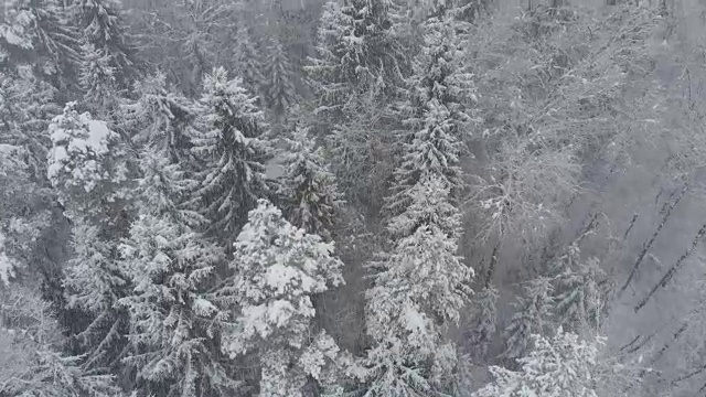 航拍:在暴风雪中飞过遥远的白雪覆盖的森林。视频素材