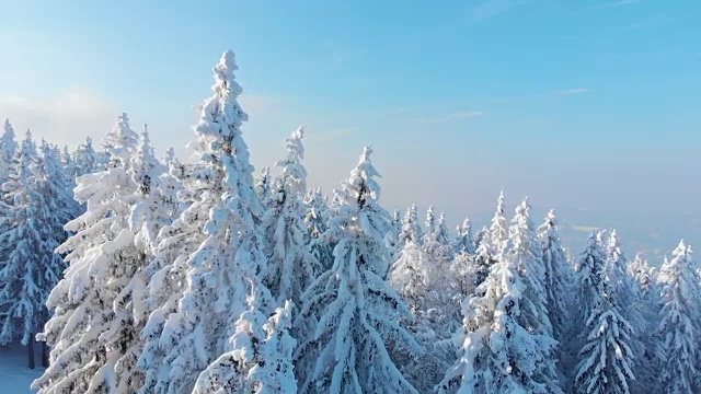 鸟瞰图:在阳光明媚的冬日里，令人叹为观止的森林覆盖着刚下过的雪视频素材