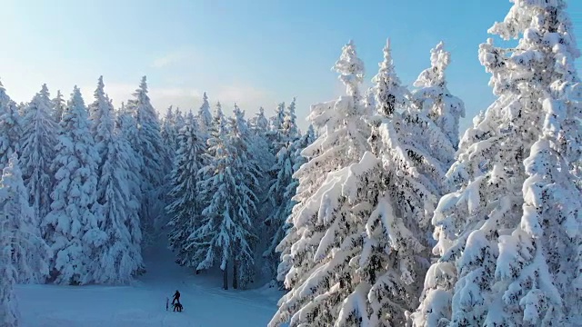 鸟瞰图:在阳光明媚的日子里，在白雪覆盖的巨大松树林的树梢上飞行。视频素材