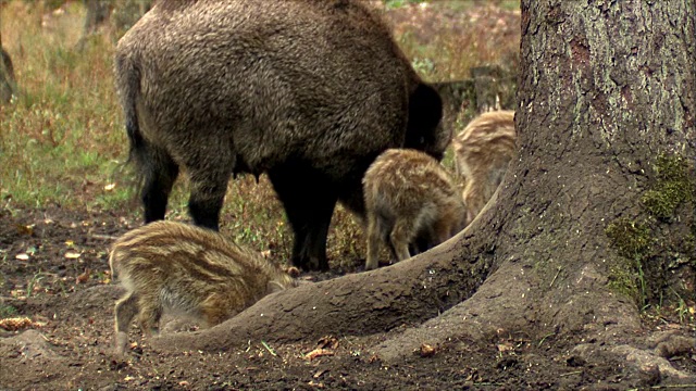 野猪喝水视频素材