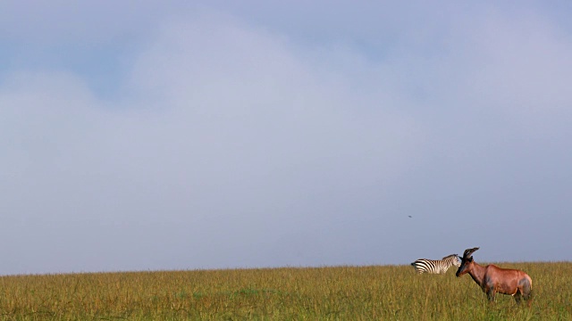 Burchell's Zebra Walking & Topi，马赛马拉，肯尼亚，非洲视频素材