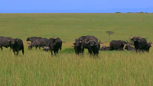 非洲肯尼亚马赛马拉的一群Cape Buffalo视频素材