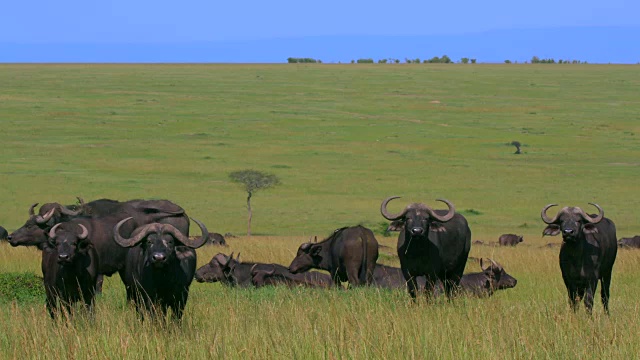 非洲肯尼亚马赛马拉的一群Cape Buffalo视频素材