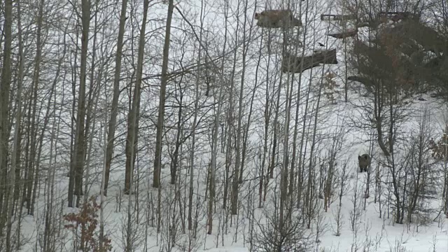 从塔上看野猪视频素材