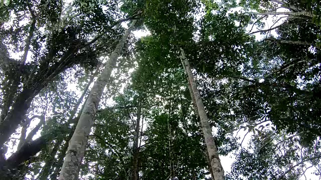 森林里的沉香树视频素材