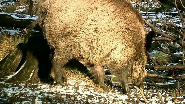 鸟类和野猪视频素材