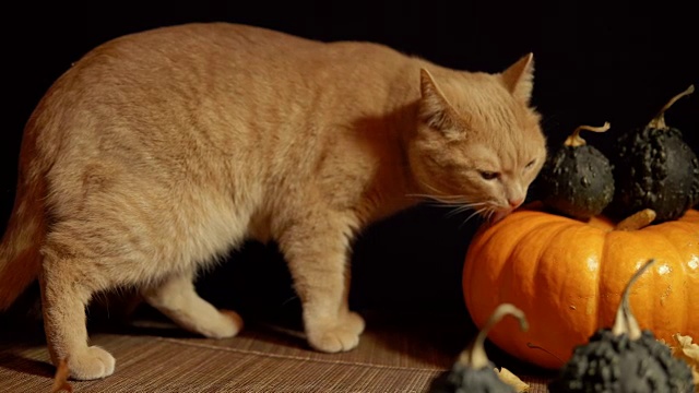 一只小桃色的猫，旁边是一只红色的南瓜，背景是黑色。视频素材