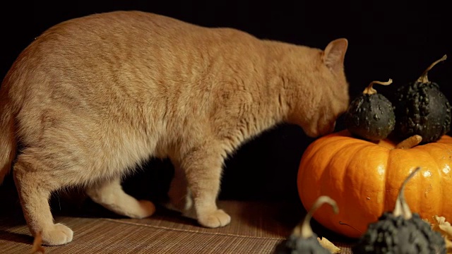 一只小桃色的猫，旁边是一只红色的南瓜，背景是黑色。视频素材