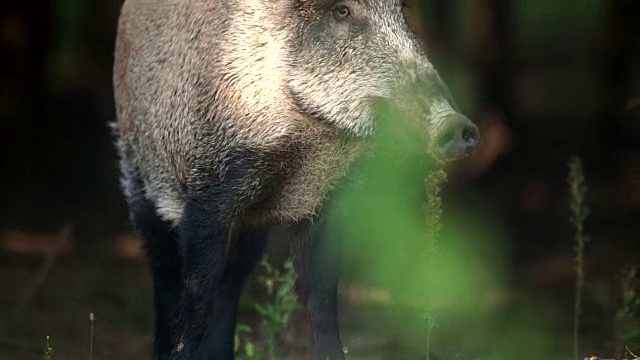 野猪的特写镜头视频素材