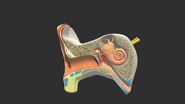 耳朵截面视频素材