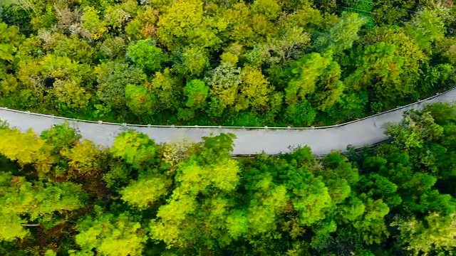 在森林中俯瞰道路视频素材